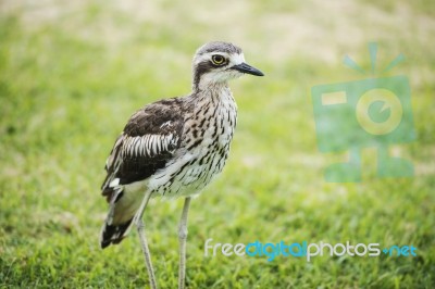 Bush Stone-curlew Resting On The Beach Stock Photo