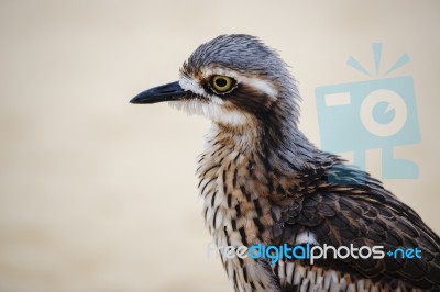 Bush Stone-curlew Resting On The Beach Stock Photo