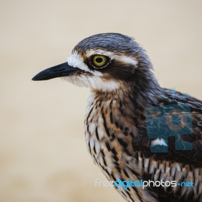 Bush Stone-curlew Resting On The Beach Stock Photo