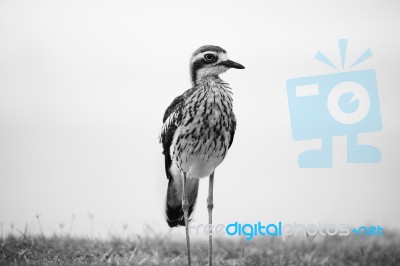 Bush Stone-curlew Resting On The Beach Stock Photo