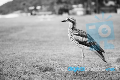 Bush Stone-curlew Resting On The Beach Stock Photo