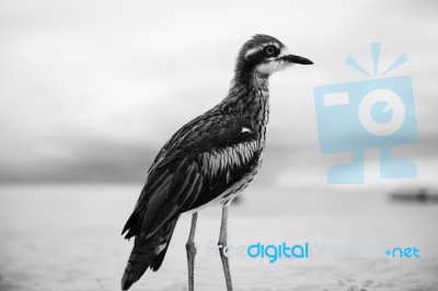 Bush Stone-curlew Resting On The Beach Stock Photo