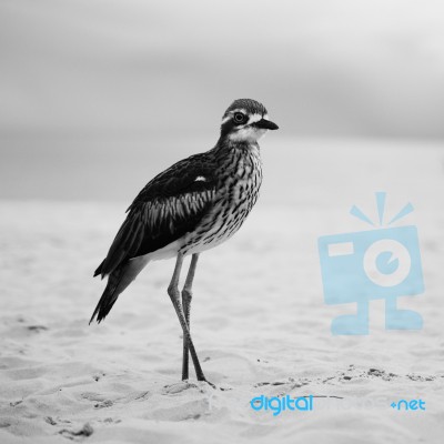 Bush Stone-curlew Resting On The Beach Stock Photo