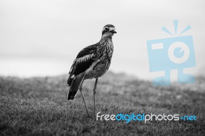 Bush Stone-curlew Resting On The Beach Stock Photo