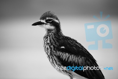 Bush Stone-curlew Resting On The Beach Stock Photo