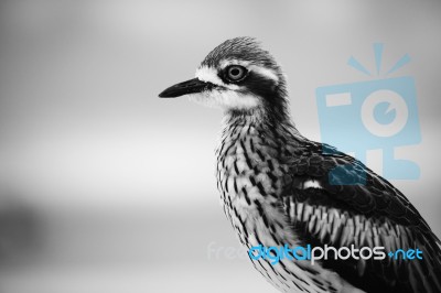 Bush Stone-curlew Resting On The Beach Stock Photo