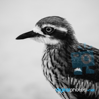 Bush Stone-curlew Resting On The Beach Stock Photo