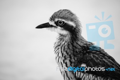 Bush Stone-curlew Resting On The Beach Stock Photo