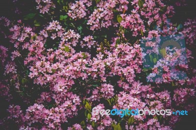 Bush With Pink Flowers Stock Photo