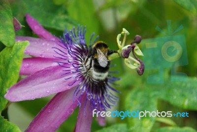 Busy Bee Stock Photo