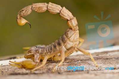 Buthus Scorpion Stock Photo