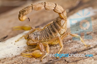 Buthus Scorpion Stock Photo