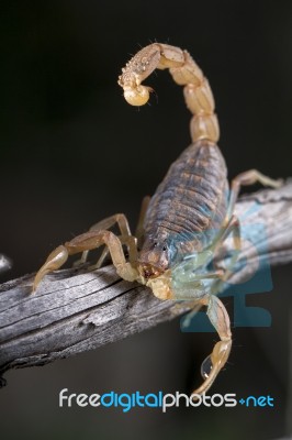 Buthus Scorpion (scorpio Occitanus) Stock Photo