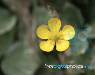 Buttercup Stock Photo