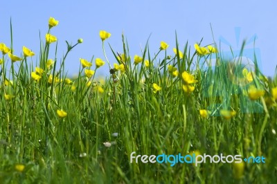 Buttercups Stock Photo