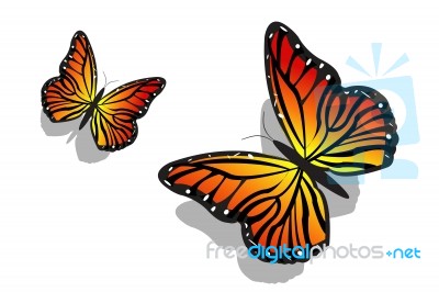 Butterflies Stock Image