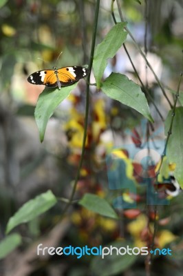 Butterflies On Exotic Tropical Flower, Ecuador Stock Photo