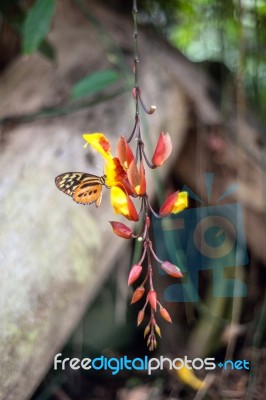 Butterflies On Exotic Tropical Flower, Ecuador Stock Photo