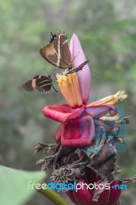 Butterflies On Exotic Tropical Flower, Ecuador Stock Photo