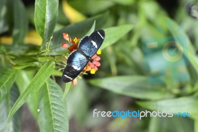 Butterflies On Exotic Tropical Flower, Ecuador Stock Photo