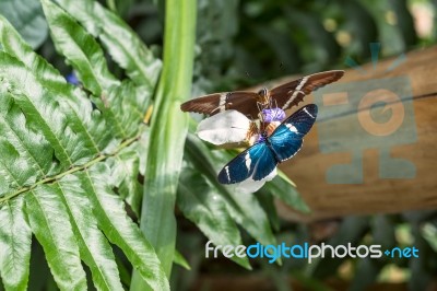 Butterflies On Exotic Tropical Flower, Ecuador Stock Photo