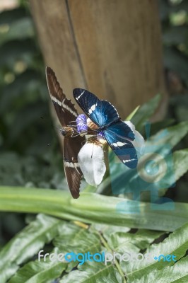 Butterflies On Exotic Tropical Flower, Ecuador Stock Photo