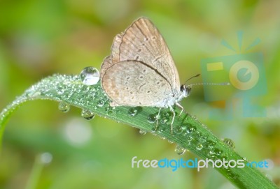 Butterfly Stock Photo