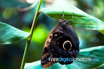 Butterfly Stock Photo