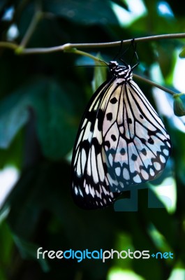 Butterfly Stock Photo