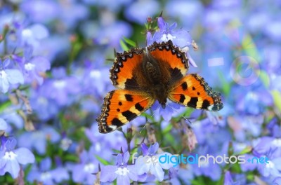 Butterfly Stock Photo