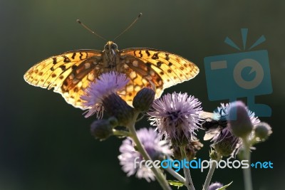 Butterfly Stock Photo