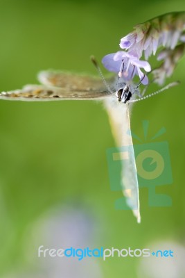 Butterfly Stock Photo