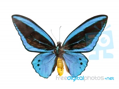 Butterfly Stock Photo