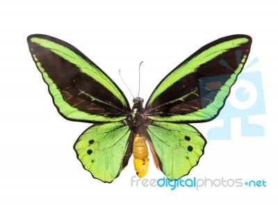 Butterfly Stock Photo