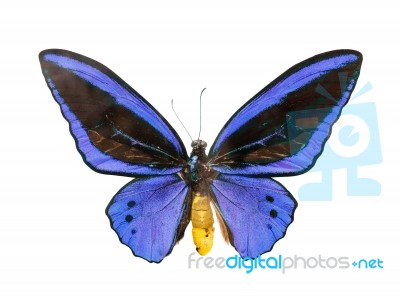 Butterfly Stock Photo