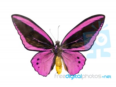 Butterfly Stock Photo