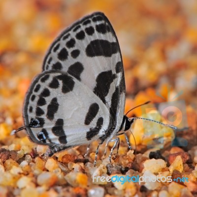 Butterfly Stock Photo