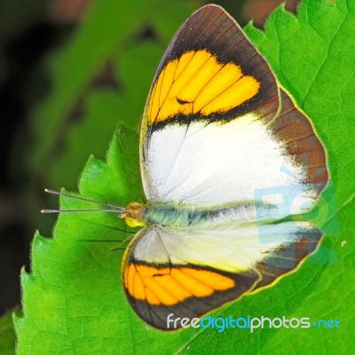 Butterfly Stock Photo