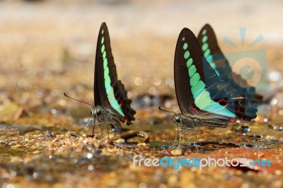 Butterfly Stock Photo