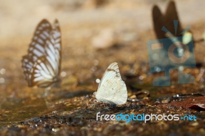 Butterfly Stock Photo