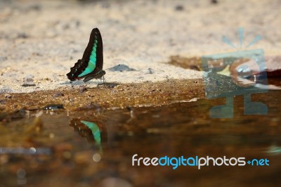 Butterfly Stock Photo