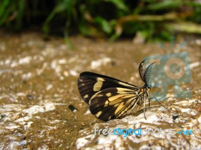 Butterfly Stock Photo