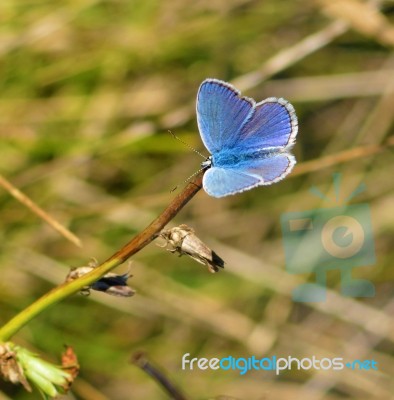 Butterfly Stock Photo