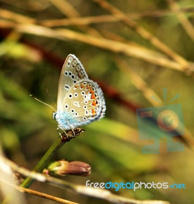 Butterfly Stock Photo