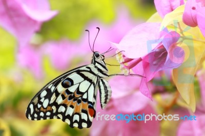 Butterfly Stock Photo