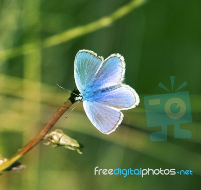 Butterfly Stock Photo