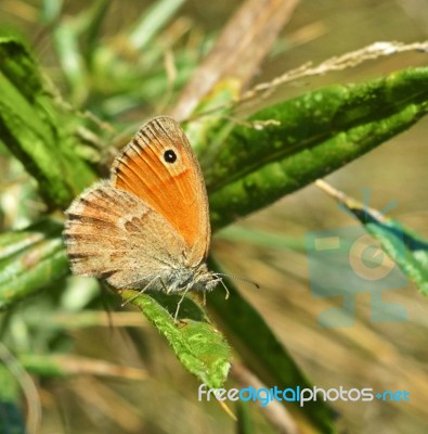 Butterfly Stock Photo