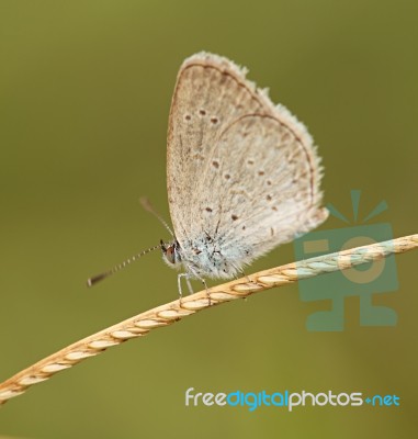 Butterfly Stock Photo