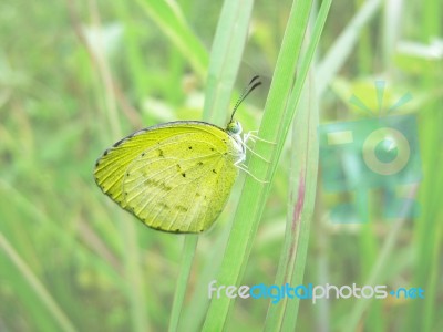 Butterfly Stock Photo