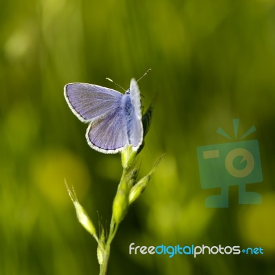 Butterfly Stock Photo